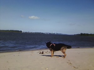 Chico spielt am Strand