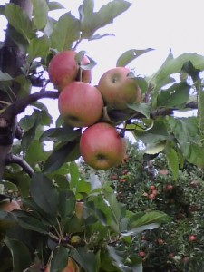 Rote Äpfel an Plantagenbäumen