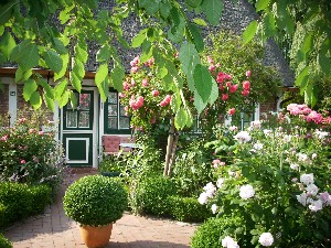 Im Sommer blühen vor allem die vielen Rosen im Garten des Alten Schleusenwärterhäuschens sehr üppig.